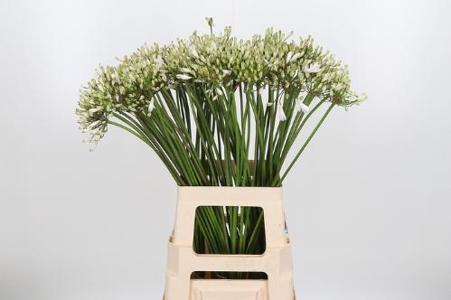 Agapanthus 'Umbellatus Albus'