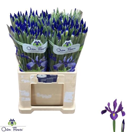 Iris (Hollandse Iris Grp) 'Blue Magic'