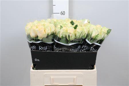 Rosa grootbloemig Magic Avalanche+