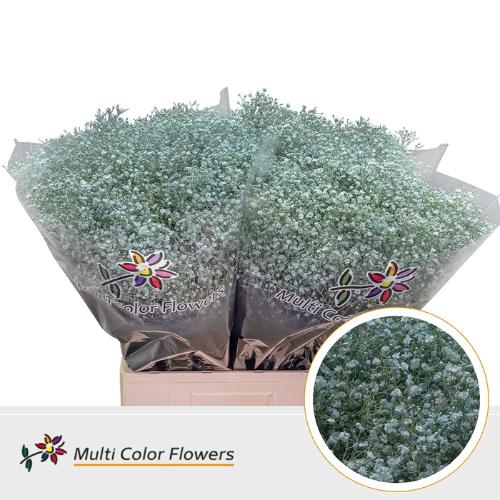 Gypsophila overig kleurbehandeld H%