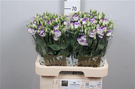Eustoma russellianum gevuldbloemig 'Rosita Blue Picotee'