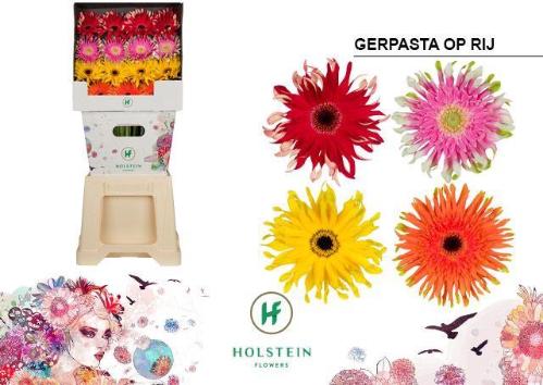 Gerbera grootbloemig krulvormig Gerpasta gemengd op rij