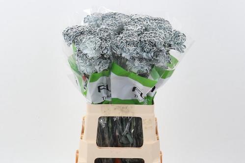 Dianthus standaard kleurbehandeld H%