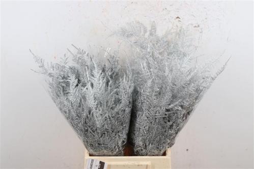 Asparagus overig kleurbehandeld H%