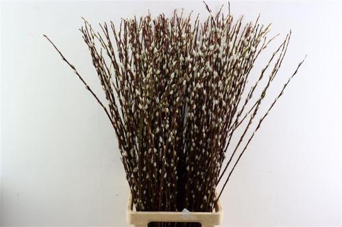 Salix Wilgenkatjes