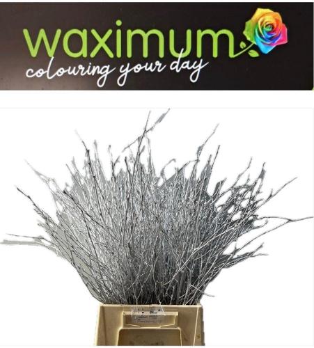 Betula kleurbehandeld H%