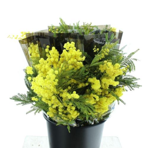 Acacia baileyana bloeiend per bos 'Purpurea'Dealbata Grp