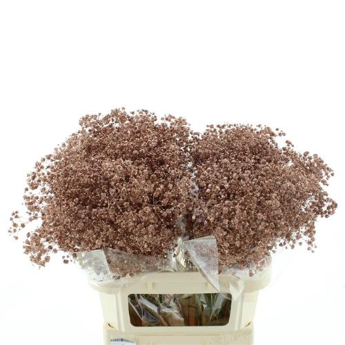 Gypsophila overig kleurbehandeld H%