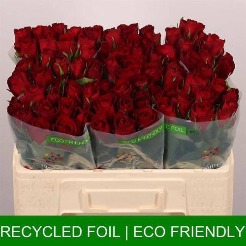 Rosa grootbloemig Madam Red