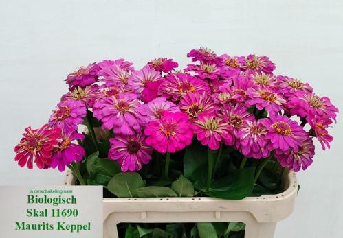 Zinnia elegans