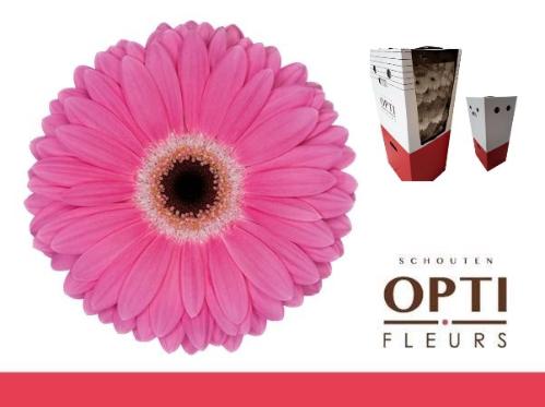 Gerbera grootbloemig 'Dreamer'