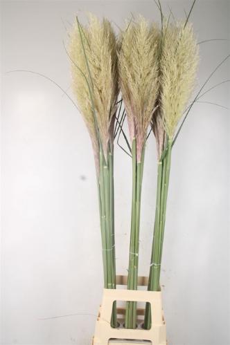 Cortaderia overig