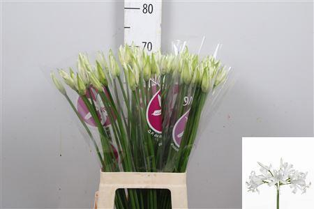 Nerine Bowdenii Grp 'Bianca Perla'