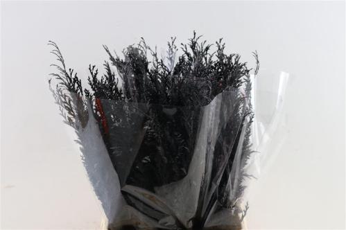 Decoratiegroen kleurbehandeld H%