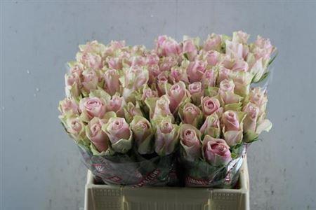 Rosa grootbloemig Pink Athena