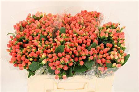 Hypericum x inodorum Magical Royal Princess