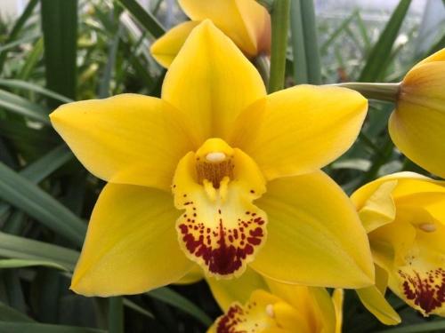 Cymbidium 'Wish Flor'