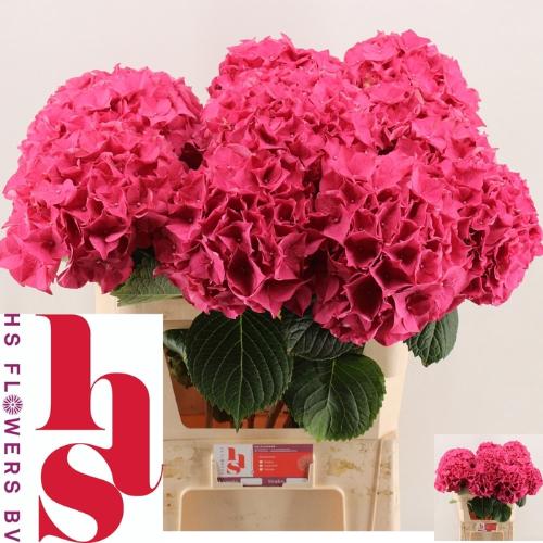Hydrangea macrophylla 'Rodeo' (rood)