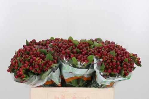 Hypericum x inodorum Magical Seasons