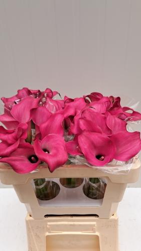Zantedeschia 'Zazu'
