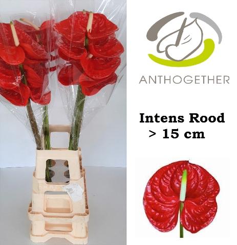 Anthurium Andreanum Grp overig