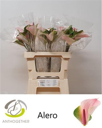 Anthurium Alero