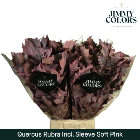 Quercus rubra kleurbehandeld H%