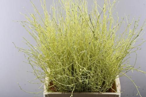 Betula kleurbehandeld H%