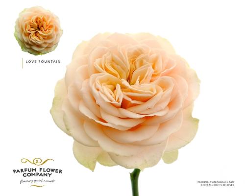 Rosa grootbloemig Love Fountain