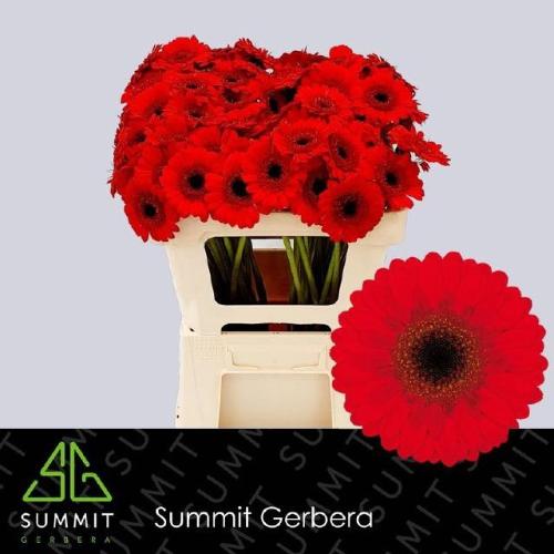 Gerbera mini Nirvana