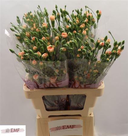 Dianthus tros Salada