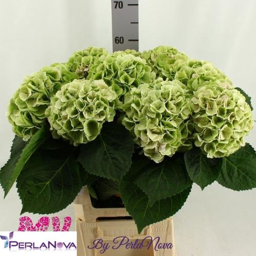 Hydrangea macrophylla My Beautiful Matcha (classic)