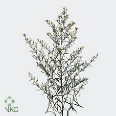 Aster Universum Grp 'Paquita'