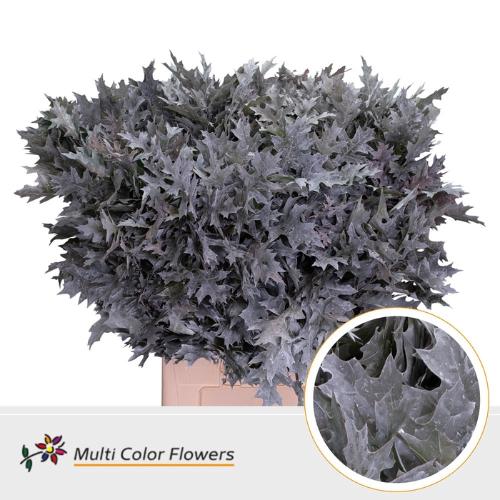 Quercus palustris kleurbehandeld H%