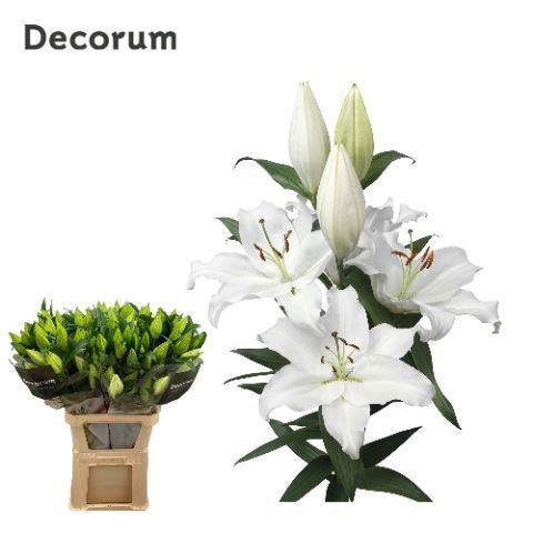 Lilium Oriental Grp 'Severn'