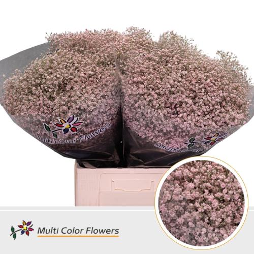 Gypsophila overig kleurbehandeld H%