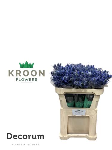 Eryngium Magical Blue Lagoon