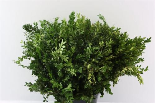 Buxus sempervirens