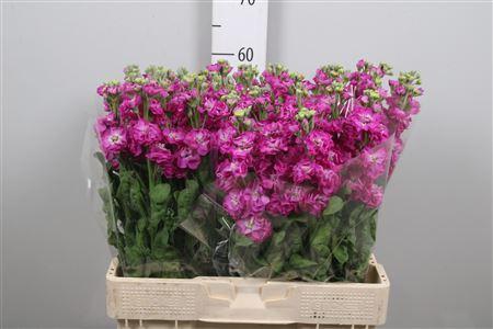 Matthiola incana Stox Deep Rose