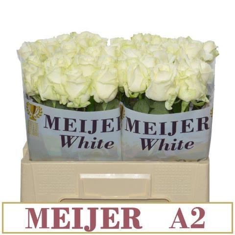 Rosa grootbloemig Avalanche+