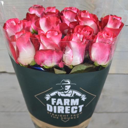 Rosa grootbloemig Bluez+