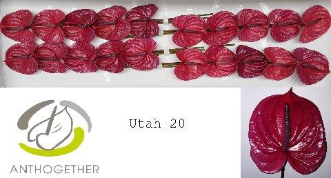 Anthurium (Andreanum Grp) Utah