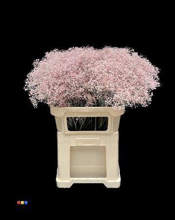 Gypsophila overig kleurbehandeld H%