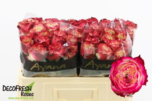 Rosa grootbloemig Apple Jack