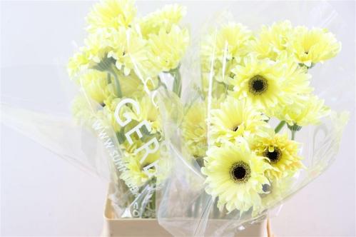 Gerbera mini krulvormig Pastini Spritz