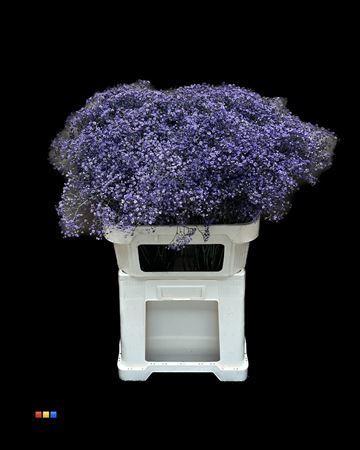 Gypsophila overig kleurbehandeld H%