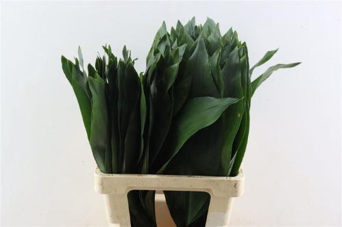 Aspidistra elatior overig