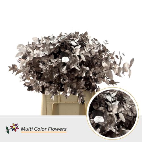 Eucalyptus cinerea kleurbehandeld per bos H%