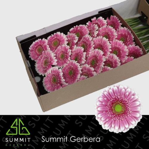 Gerbera grootbloemig Finley