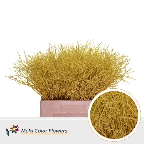 Vaccinium kleurbehandeld H%